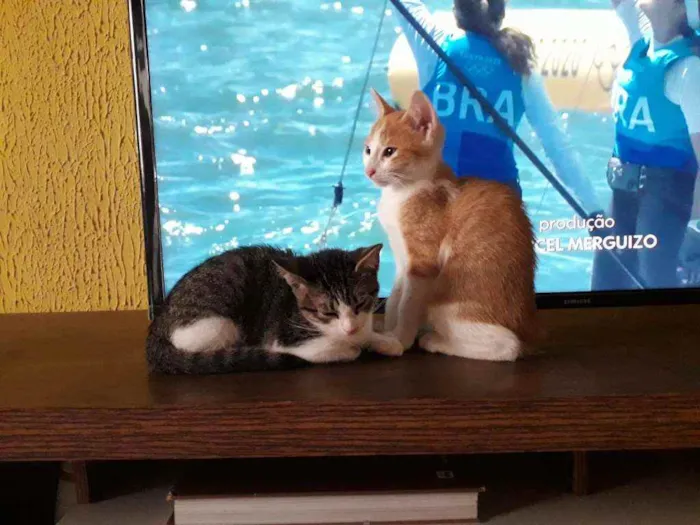 Gato raça SRD idade 2 a 6 meses nome Leo e Dalí