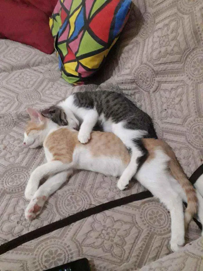 Gato raça SRD idade 2 a 6 meses nome Leo e Dalí