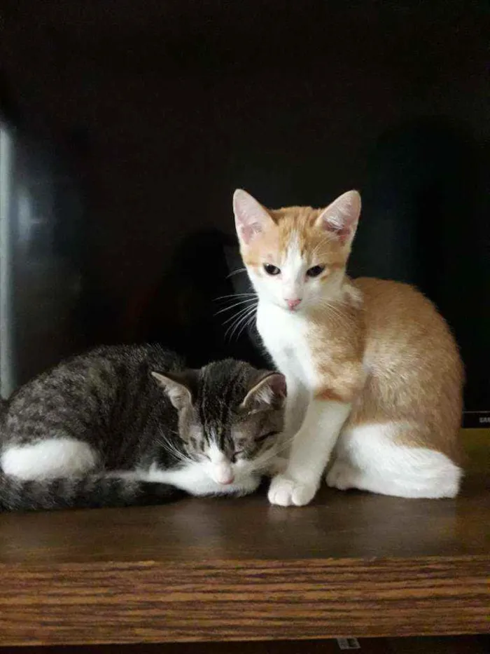 Gato raça SRD idade 2 a 6 meses nome Leo e Dalí