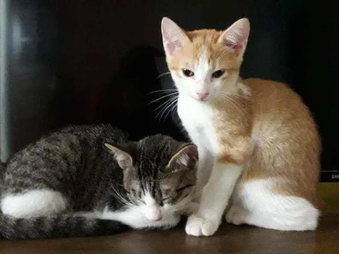 Gato raça SRD idade 2 a 6 meses nome Leo e Dalí