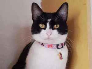 Gato raça SRD  idade 1 ano nome Amora 