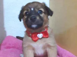 Cachorro raça SRD  idade Abaixo de 2 meses nome Blenda 