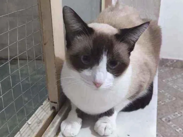 Gato raça SRD  idade 1 ano nome Jessie 