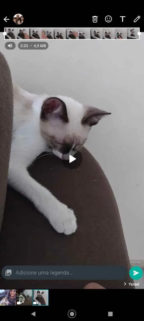 Gato ra a Siamês idade 7 a 11 meses nome Mogi