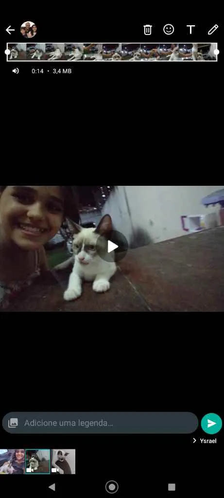 Gato ra a Siamês idade 7 a 11 meses nome Mogi