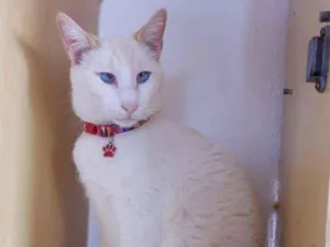Gato raça SRD  idade 2 anos nome Luan 