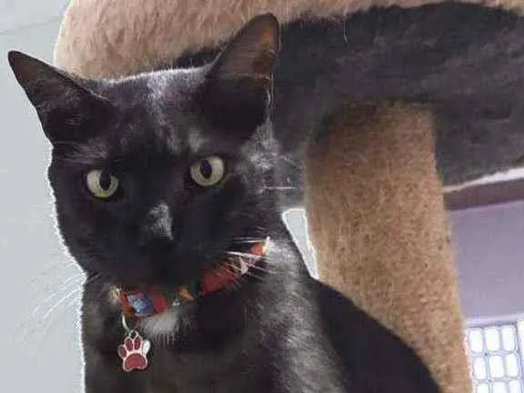 Gato raça SRD  idade 2 anos nome Theo 