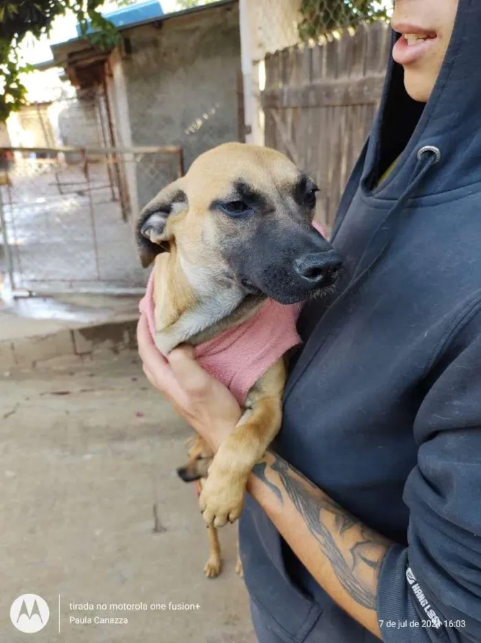 Cachorro raça SRD-ViraLata idade 2 a 6 meses nome Emily-Filhote