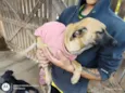 Cachorro raça SRD-ViraLata idade 2 a 6 meses nome Emily-Filhote