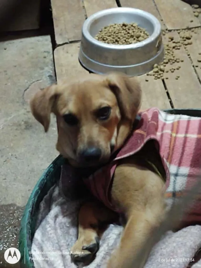 Cachorro raça SRD-ViraLata idade 2 a 6 meses nome Elis - Filhote 