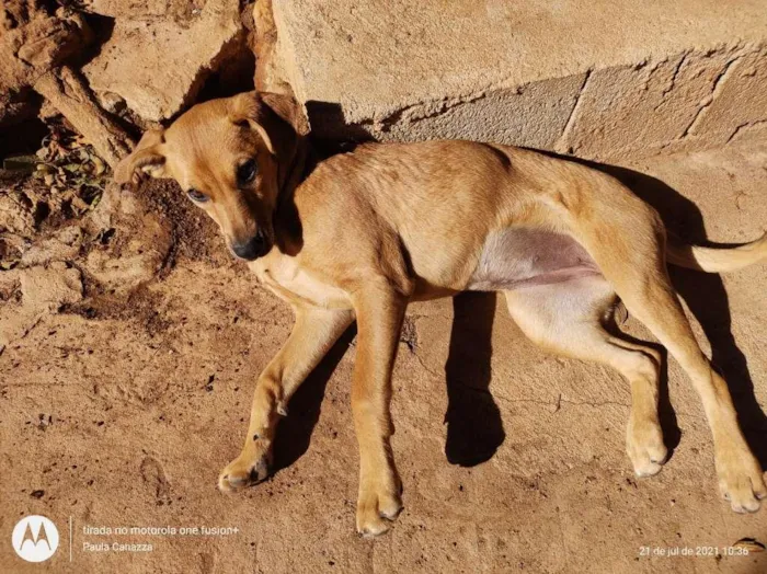 Cachorro raça SRD-ViraLata idade 2 a 6 meses nome Elis - Filhote 