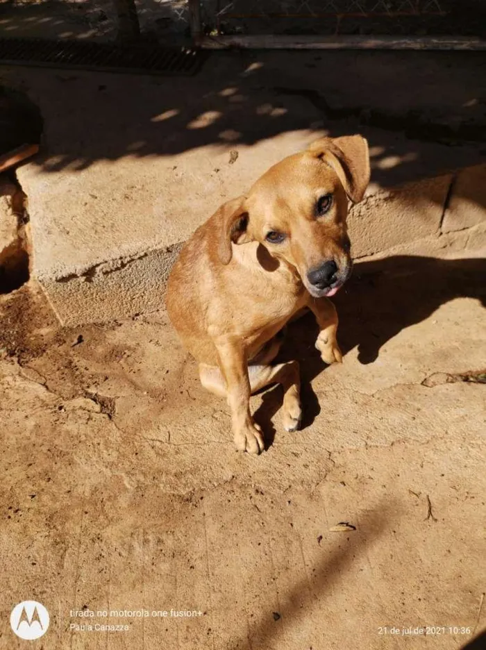 Cachorro raça SRD-ViraLata idade 2 a 6 meses nome Elis - Filhote 