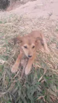 Simba