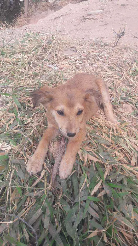 Cachorro raça Vira lata idade 2 a 6 meses nome Simba