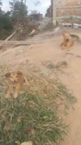 Simba