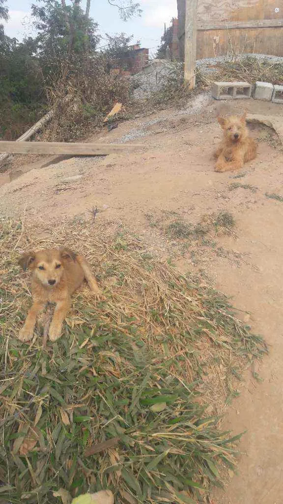 Cachorro raça Vira lata idade 2 a 6 meses nome Simba