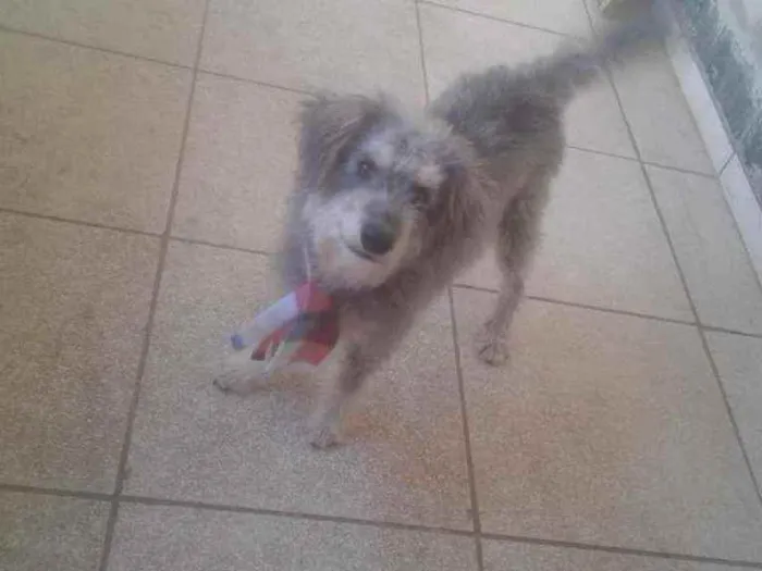 Cachorro raça Vira  lata   idade 2 anos nome Tedy