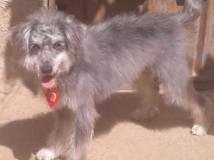Cachorro raça Vira  lata   idade 2 anos nome Tedy