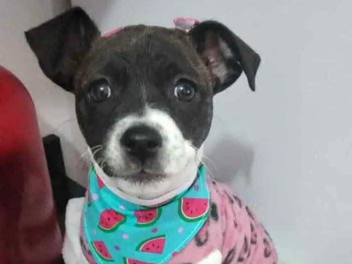 Cachorro raça SRD idade 2 a 6 meses nome Dudinha