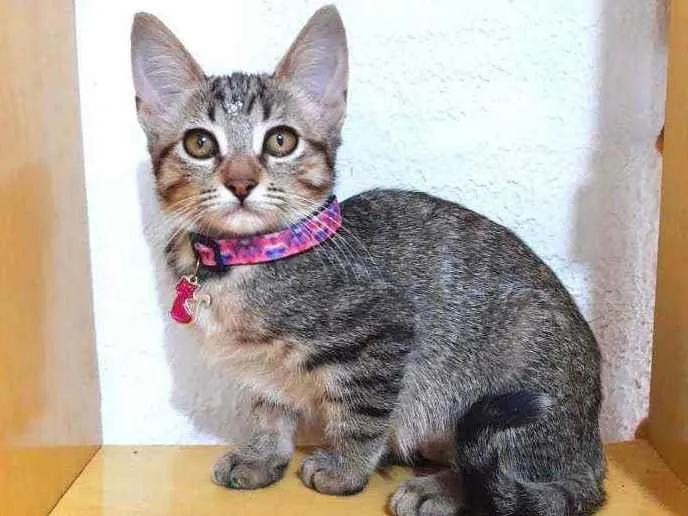 Gato raça SRD  idade 2 a 6 meses nome Jade 