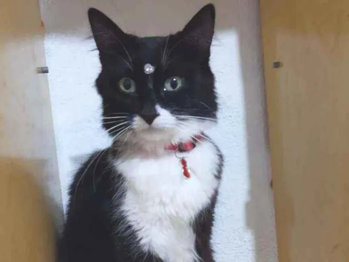 Gato raça SRD  idade 2 anos nome Sofia 