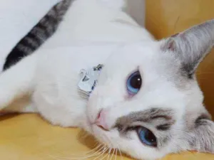 Gato raça SRD  idade 7 a 11 meses nome George 