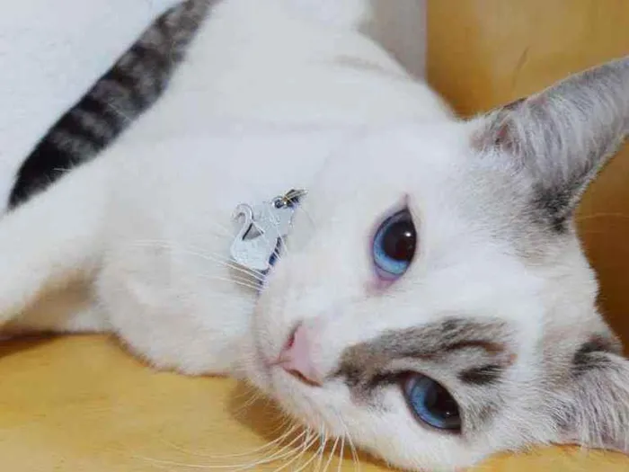 Gato raça SRD  idade 7 a 11 meses nome George 