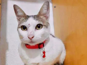 Gato raça SRD  idade 1 ano nome Pitanga 