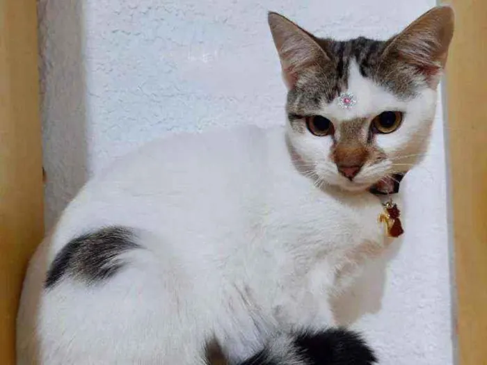 Gato raça SRD  idade 7 a 11 meses nome Bia 