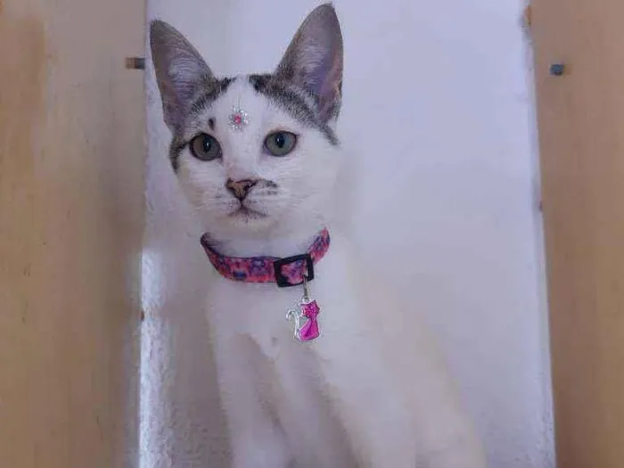 Gato raça SRD  idade 2 a 6 meses nome Sandy