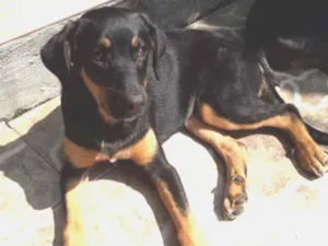 Cachorro raça SRD idade 2 a 6 meses nome Ayla