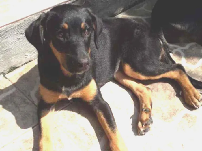 Cachorro ra a SRD idade 2 a 6 meses nome Ayla