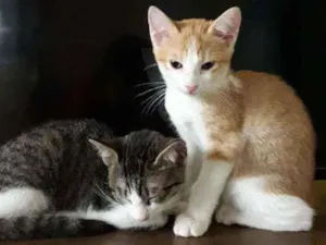 Gato raça SRD idade 2 a 6 meses nome Leo e Dalí