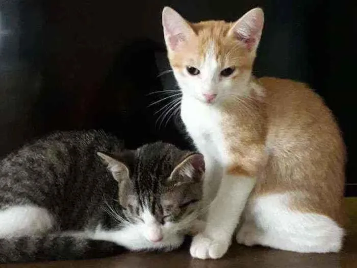 Gato raça SRD idade 2 a 6 meses nome Leo e Dalí