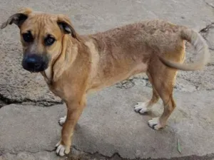 Cachorro raça SRD-ViraLata idade 2 a 6 meses nome Melissa-Filhote