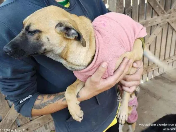 Cachorro raça SRD-ViraLata idade 2 a 6 meses nome Emily-Filhote