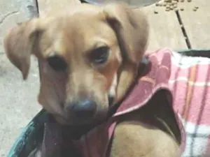 Cachorro raça SRD-ViraLata idade 2 a 6 meses nome Elis - Filhote 