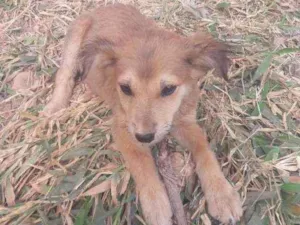 Cachorro raça Vira lata idade 2 a 6 meses nome Simba