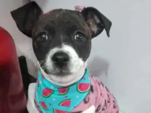 Cachorro raça SRD idade 2 a 6 meses nome Dudinha