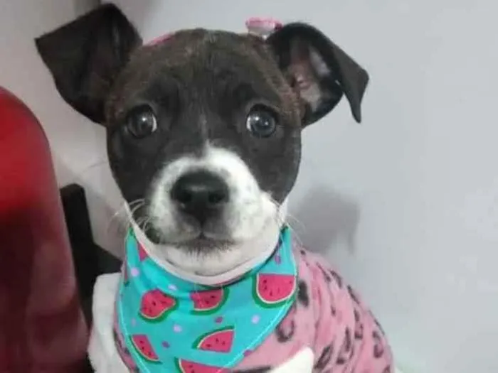 Cachorro raça SRD idade 2 a 6 meses nome Dudinha