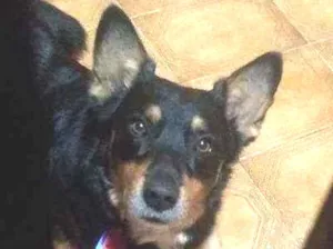 Cachorro raça Srd  idade 3 anos nome Brad