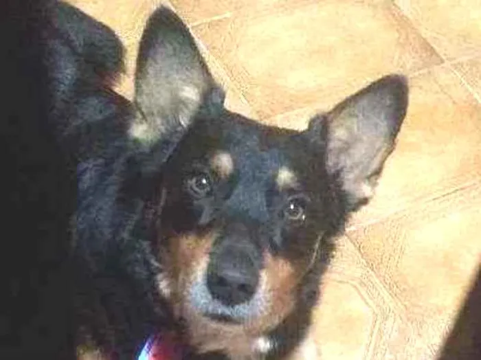 Cachorro ra a Srd  idade 3 anos nome Brad