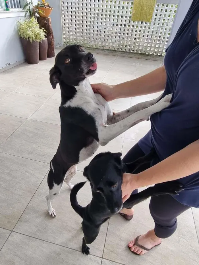 Cachorro ra a Sem idade 3 anos nome Luna