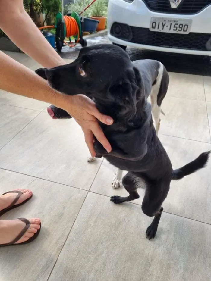 Cachorro ra a Sem idade 4 anos nome Fuschia