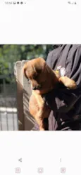 Cookie