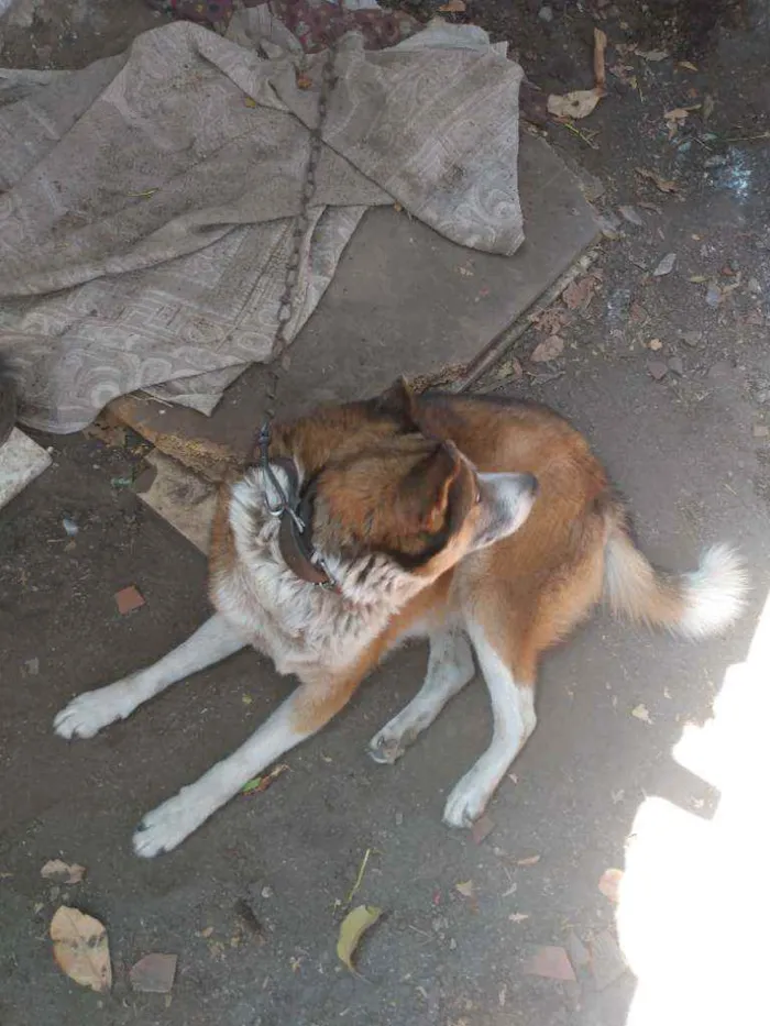 Cachorro ra a Mistura idade 6 ou mais anos nome Zeus
