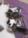 Fofinhos