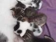 Fofinhos