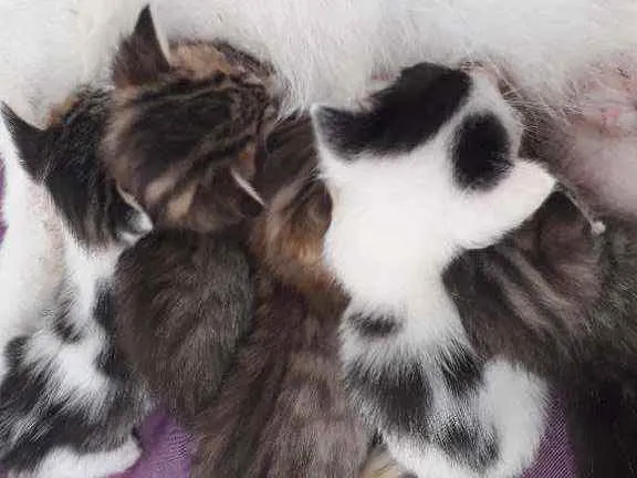 Gato ra a Indefinida idade Abaixo de 2 meses nome Fofinhos