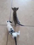 Fofinhos